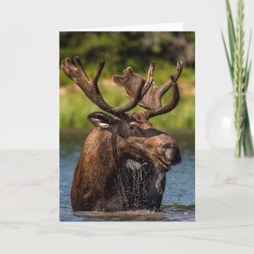 Bull Moose  Glacier National Park Montana Card