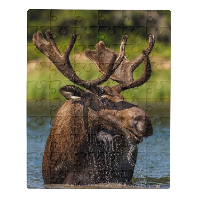 Bull Moose | Glacier National Park Montana Jigsaw Puzzle (Puzzle Vertical)