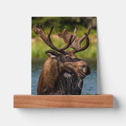 Bull Moose  Glacier National Park Montana Picture Ledge