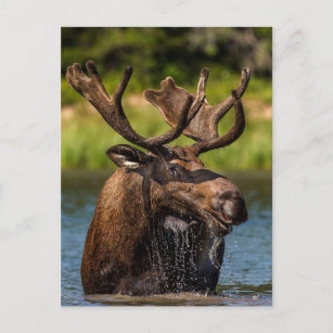 Bull Moose   Glacier National Park Montana Postcard
