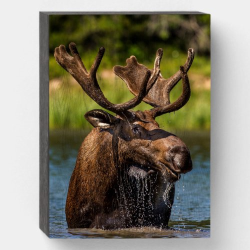 Bull Moose  Glacier National Park Montana Wooden Box Sign