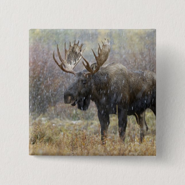 Bull moose in snowstorm with aspen trees button (Front)
