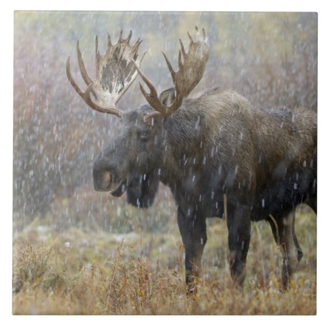 Bull moose in snowstorm with aspen trees ceramic tile (Front)