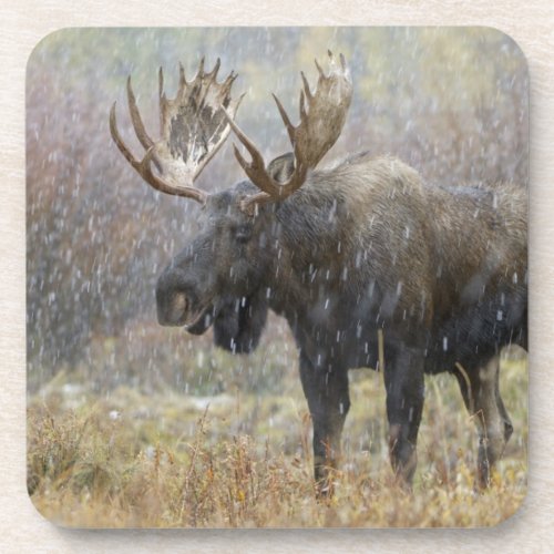 Bull moose in snowstorm with aspen trees in beverage coaster