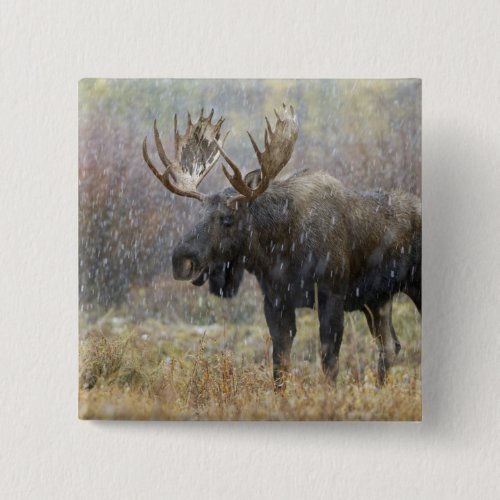 Bull moose in snowstorm with aspen trees in button