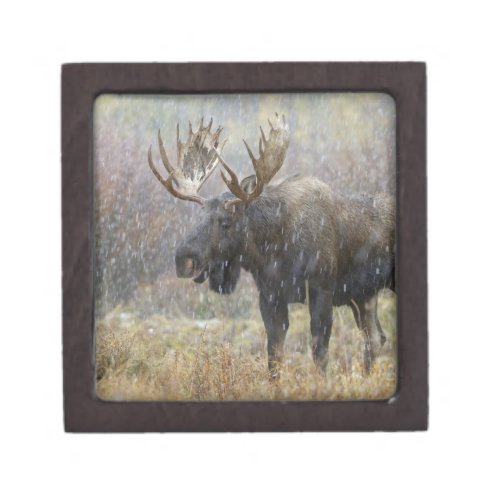 Bull moose in snowstorm with aspen trees in gift box