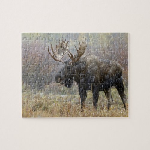 Bull moose in snowstorm with aspen trees in jigsaw puzzle