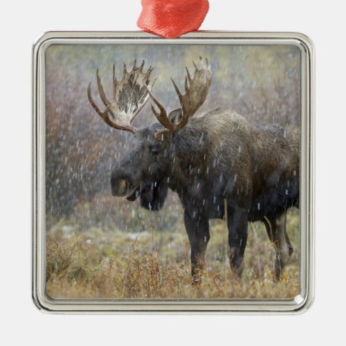 Bull moose in snowstorm with aspen trees in metal ornament