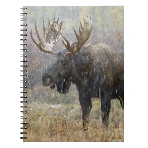 Bull moose in snowstorm with aspen trees in notebook