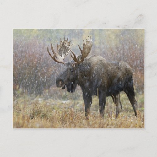 Bull moose in snowstorm with aspen trees in postcard