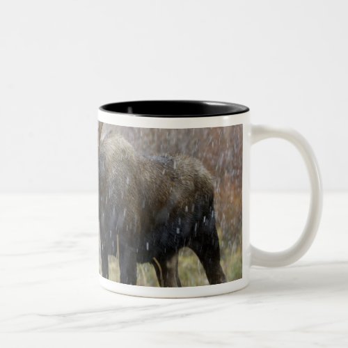 Bull moose in snowstorm with aspen trees in Two_Tone coffee mug