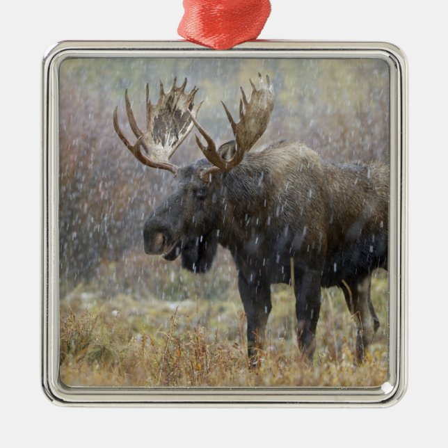 Bull moose in snowstorm with aspen trees metal ornament (Front)