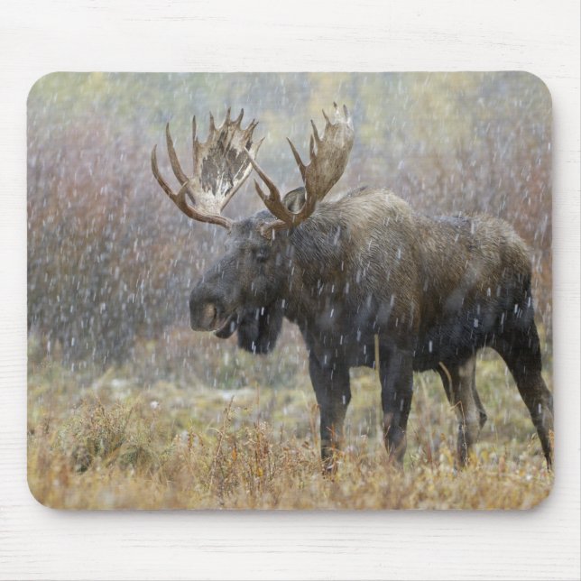 Bull moose in snowstorm with aspen trees mouse pad (Front)