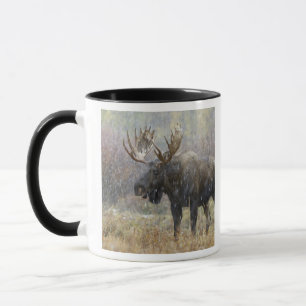 Bull moose in snowstorm with aspen trees mug