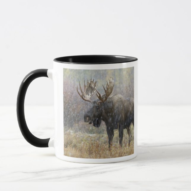 Bull moose in snowstorm with aspen trees mug (Left)