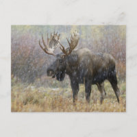 Bull moose in snowstorm with aspen trees