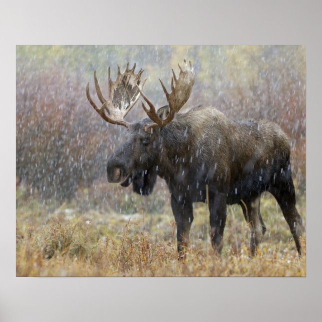 Bull moose in snowstorm with aspen trees poster (Front)