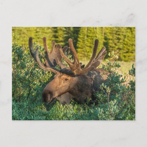 Bull moose in velvet Colorado Postcard