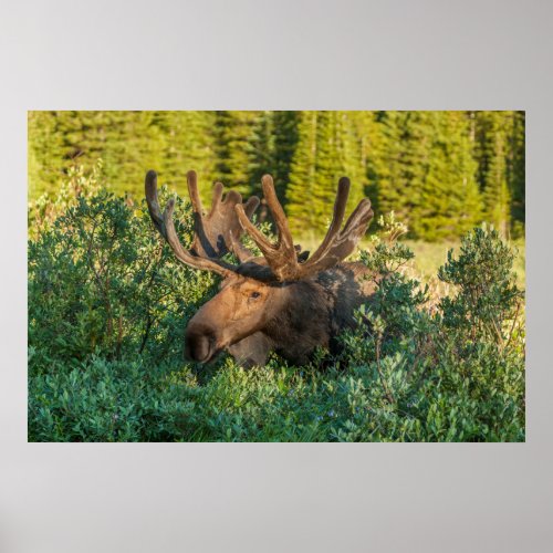 Bull moose in velvet Colorado Poster