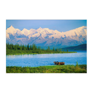 Bull moose in Wonder Lake Acrylic Print