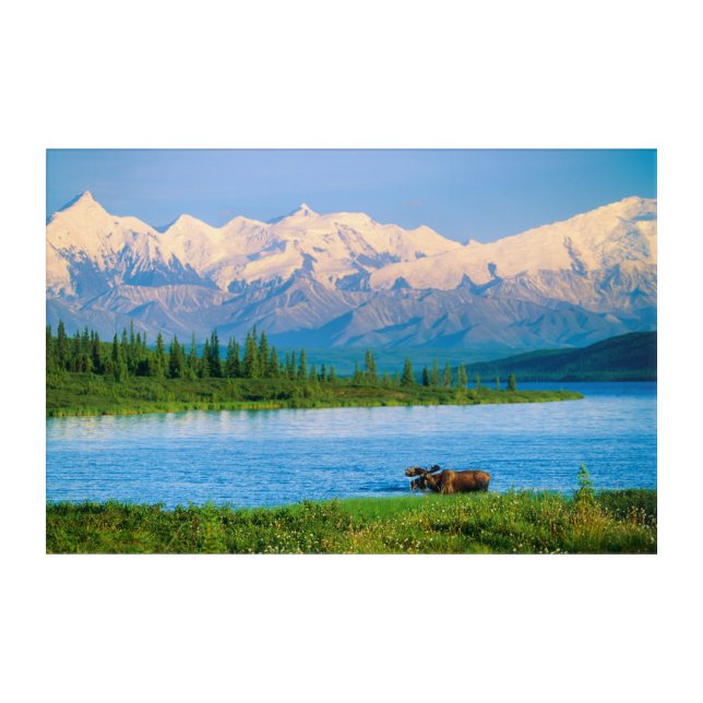 Bull moose in Wonder Lake Acrylic Print (Front)