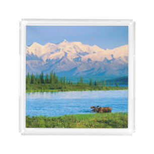 Bull moose in Wonder Lake Acrylic Tray