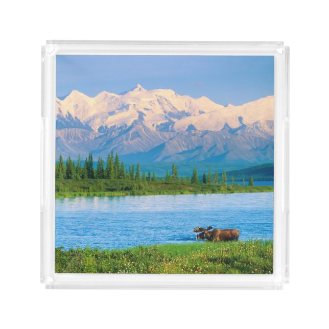 Bull moose in Wonder Lake Acrylic Tray (Front)