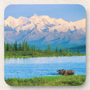 Bull moose in Wonder Lake Beverage Coaster