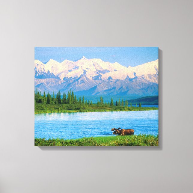 Bull moose in Wonder Lake Canvas Print (Front)