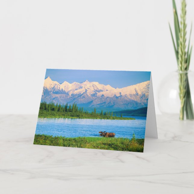 Bull moose in Wonder Lake Card (Front)