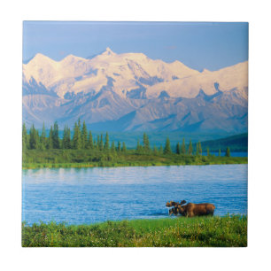 Bull moose in Wonder Lake Ceramic Tile