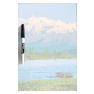 Bull moose in Wonder Lake Dry Erase Board