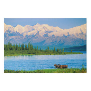 Bull moose in Wonder Lake Faux Canvas Print