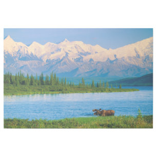 Bull moose in Wonder Lake Gallery Wrap