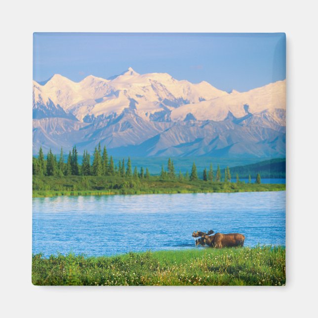 Bull moose in Wonder Lake Magnet (Front)