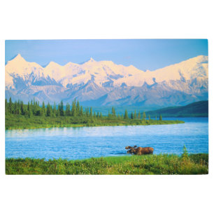 Bull moose in Wonder Lake Metal Print