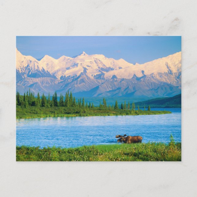 Bull moose in Wonder Lake Postcard (Front)