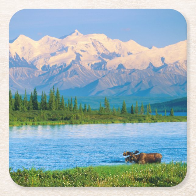 Bull moose in Wonder Lake Square Paper Coaster (Front)