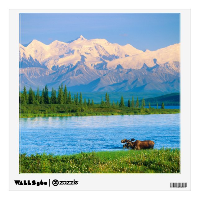Bull moose in Wonder Lake Wall Decal (Front)