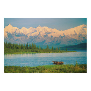 Bull moose in Wonder Lake Wood Wall Art