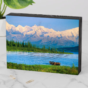 Bull moose in Wonder Lake Wooden Box Sign