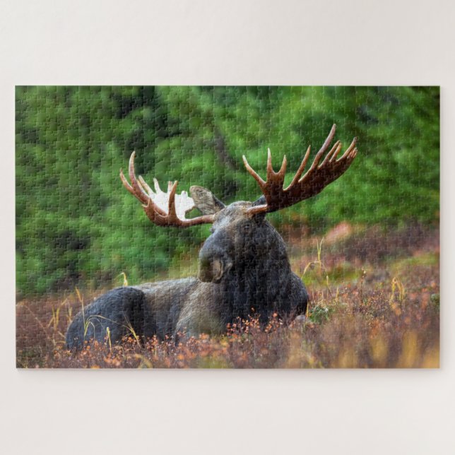 Bull Moose Jigsaw Puzzle (Horizontal)