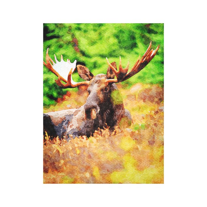 Bull Moose Laying Down Watercolor Paint Wildlife Canvas Print