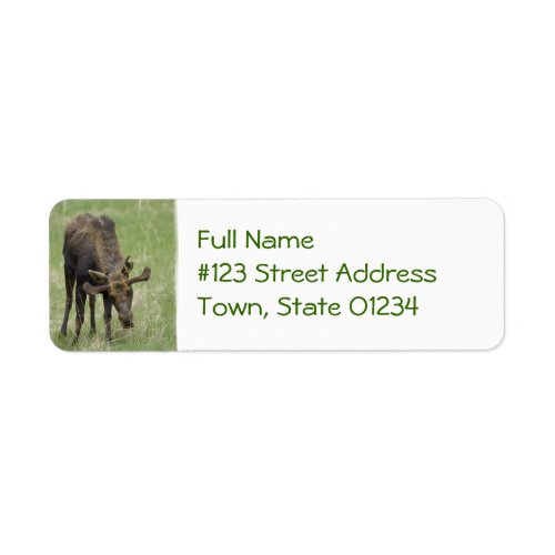 Bull Moose Mailing Label
