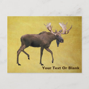 Bull Moose Postcard