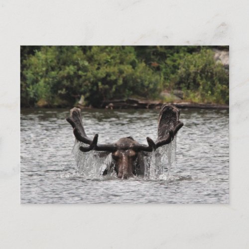 Bull Moose Postcard