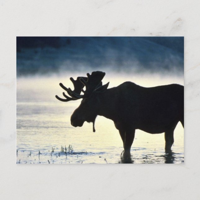 Bull moose postcard (Front)