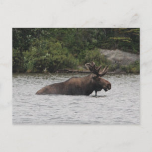 Bull Moose Postcard