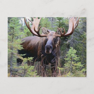 Bull Moose Postcard