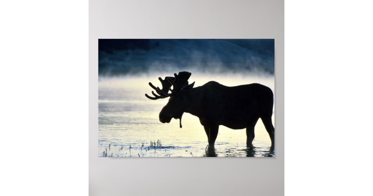 Bull moose poster | Zazzle.com